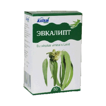 Листья Эвкалипта